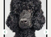 My kc standard Poodle, stud only