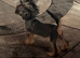 15 week girl pedigree Yorkie girl