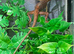 Vietnamese Blue Crested Lizard (Calotes Bachae) Pair at Birmingham Reptiles