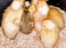 Trios Crested Miniature Appleyard ducklings