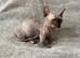 Beautiful Rare Sphynx Dwelf Female Kitten
