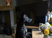 15 month old Patterdale terrier male