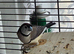 Owl finch and Canary both male