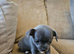 Grey Female smoothcoat Chihuahua for sale