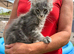 TICA registered kittens available