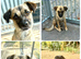 Marlene for Adoption - 10 months old