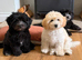 Toy poodle x coton de tulear/ Cotonoodle/ Cotonpoo
