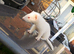 Albino ferrets
