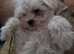 Bichon freez 12wks old just having his 2sd vaccination,