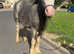 Tgca filly born 20/05/2024
