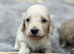 KC reg, English cream Miniature Dachshund puppies