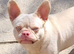 Female French Bulldog