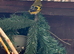 Pair black headed Siskins