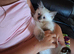 Ragdoll kitten