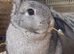 Female netherland chinchilla