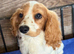 Cavalier spaniel boy Blenheim