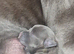 Blue & Blue Brindle Chunky Pups