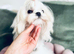 Beautiful Korean Maltese Girl 8 Months