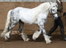 TGCA Mini Cob Gelding 5Yo