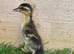 Female Indian Runner Ducklings