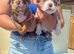 Bully&rsquo;s for sale