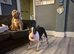 2 year old female bull terrier