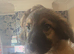 6 left of 11 beautiful Bernedoodle puppies *READY TO GO*