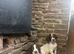 Pedigree springer spaniel pups for sale , docked tails, ready to leave