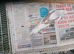 Whitefaced pied cockatiel