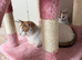 Kittens For Sale