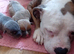 Staffy rottweiler  puppies 2 boys
