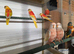 Turk parrakeets