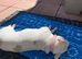 3gear old frenchie bulldog female