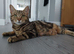 Female kittens