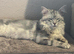 Maine Coon Cross Kittens READY TO LEAVE