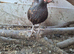 Serama pullets