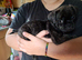 2 gorgeous Frug puppies