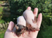 2 hairless mice