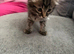 Ragdoll x tabby