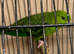Lineolated boy