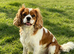 Beautiful Cavalier boy for sale