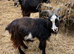 Pygmy billy goat for sale