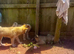 Alaskan malamute x Akita puppies