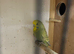 Breeding pair of budgies