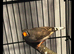 Zebra Finches