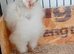 Baby owlets