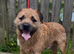 KC Reg Oxcroft bred Border Terrier Stud dog
