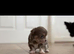 Tiny female chihuahua puppies