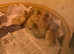 Call Ducklings available now