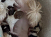Tiny & Micro Pure Yorkie Puppies
